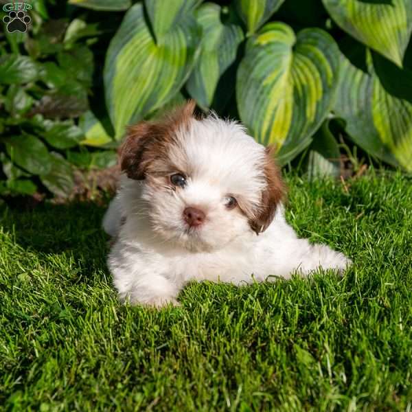 Brody, Shih Tzu Puppy